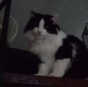 Meet your Posher, Cindy